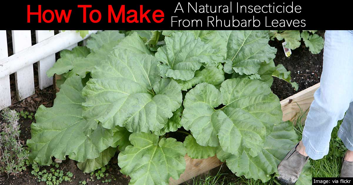 make insecticide from rhubarb leaves