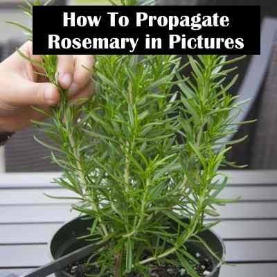 how to propagate rosemary in pictures how to propagate rosemary in pictures