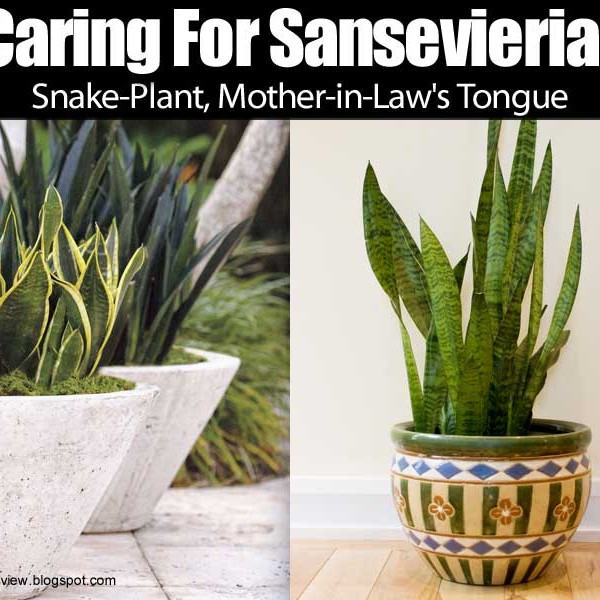 how to care for a sansevieria plant how to care for a sansevieria plant