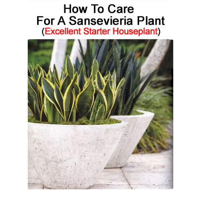 how to care for a sansevieria plant how to care for a sansevieria plant