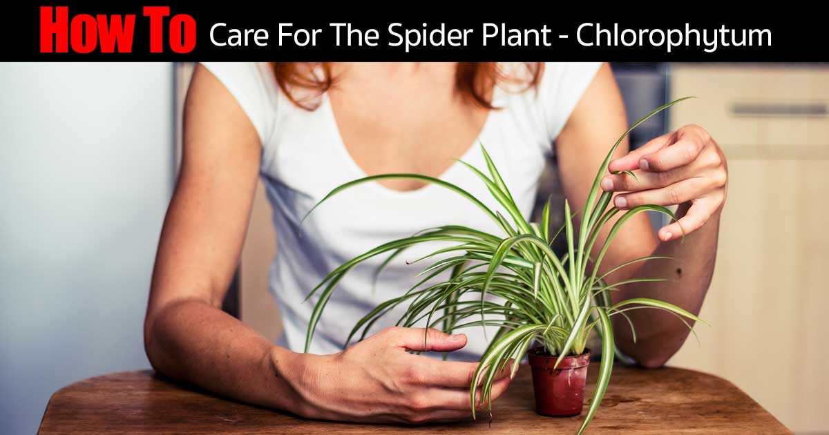 spider plant care