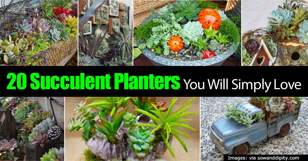 Succulent Planters You Will Simply Love Succulent Planters You Will Simply Love