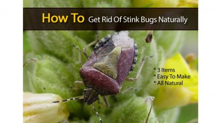 stink-bug-spray-120313